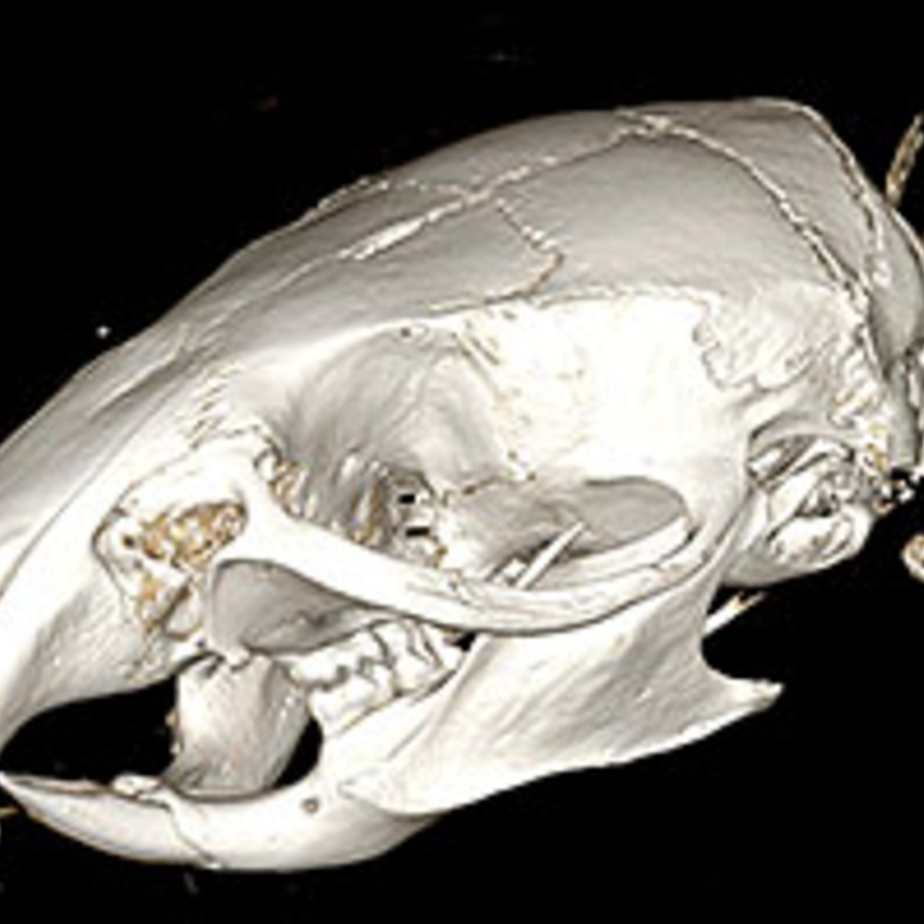 Rat skull